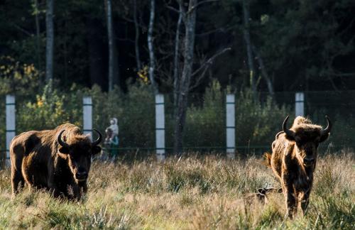 Экскурсия: музей природы + археологический музей + вольеры за 29,40р в Беловежской пуще